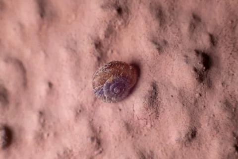 Small shell attached to the wall of a house Stock Photos