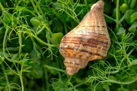 A small shell on the background of green shoots of young peas Stock Photos