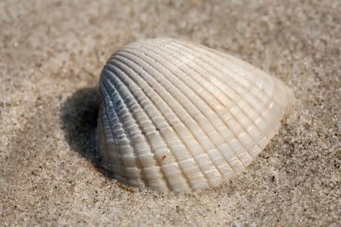 Small shell on beach sand Stock Photos
