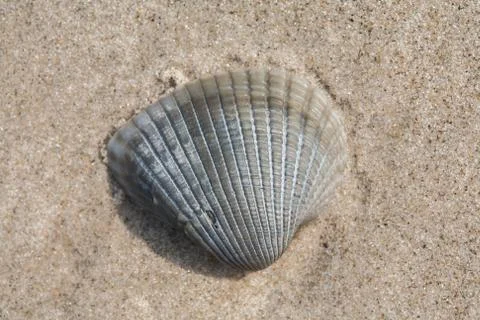 Small shell on beach sand Stock Photos