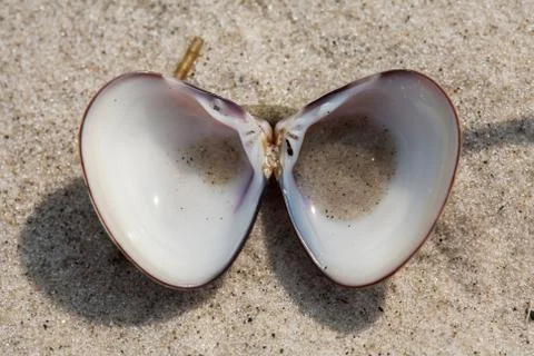 Small shell on beach sand Stock Photos