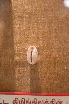 A small shell is on a brown surface. in Chennai Stock Photos