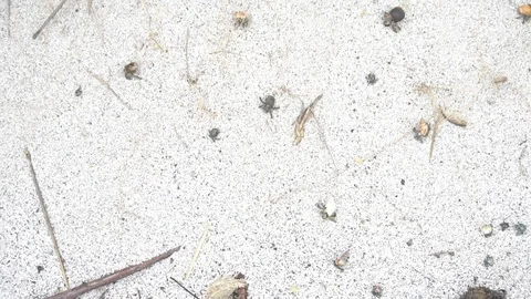 Small Shell Crabs Crawling On White Sandy Beach [Slow Motion] Stock Footage 88961364