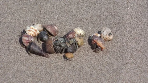 Small Shell Crabs Fighting For A Shell Stock Footage 107609257