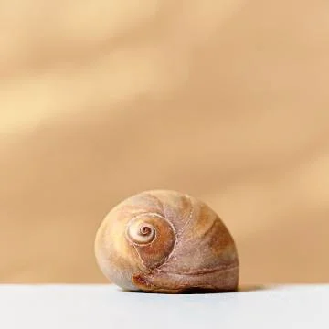 Small Shell Gold Background Stock Photos