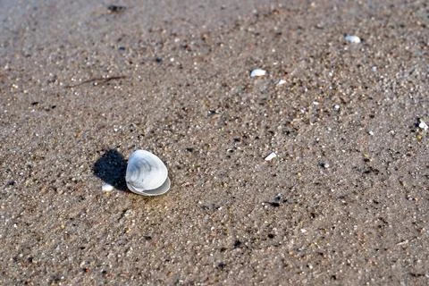 A small shell is laying on the sand Stock Photos