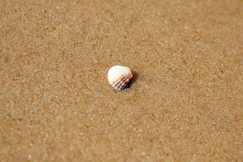 A small shell resting on the damp sand near the sea. Abstract summer backgr.. 스톡 사진