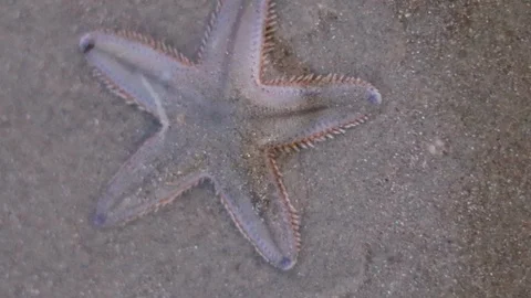 Small Shell is scared of star fish and running away into the sea from beach 動画素材 100986287