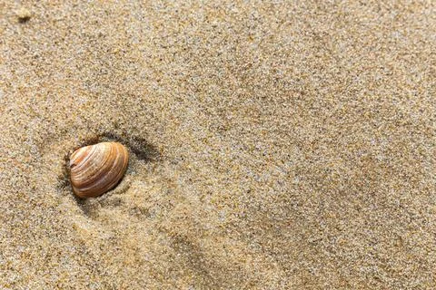 A small shell is sitting in the sand Stock Photos