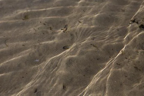 Small shell underwater on sandy coast 스톡 사진