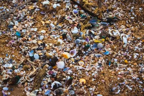 Small shells and garbage pollution on the beach near Chennai. View of beach c Stock Photos