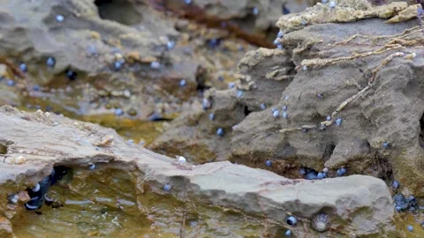 Small shells and sea snails in a rockpool Stock Footage 337904793