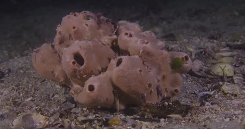 Small Shells Clinging On Pink Sponge Stock Footage 316375114