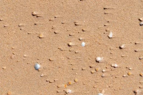 Small shells covered with sand Stock Photos
