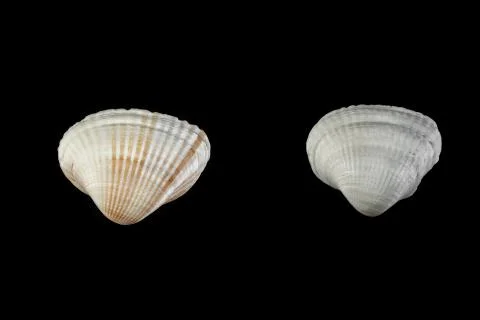 Small shells of different shapes beige shades on a black isolated background. Stock Photos