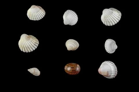 Small shells of different shapes beige shades on a black isolated background. Stock Photos