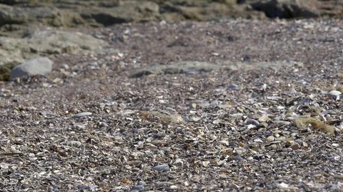 Small shells that fall on the beach worn by the wind Stock Footage 77649789