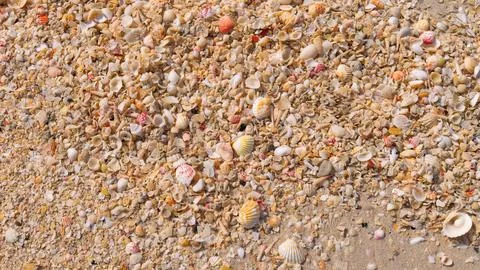 Small shells lie on the sand. Seashore, beach. Stock Photos