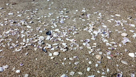 Small shells lying on the sand at the summer sea beach Stock Footage 186829719