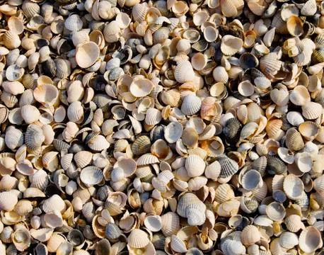 Small shells Stock Photos