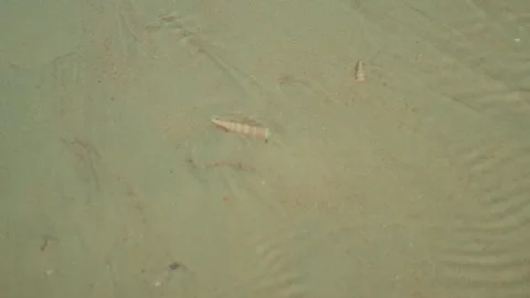 Small Shells Resting on Smooth Wet Sand at the Shore Video stock 321280988