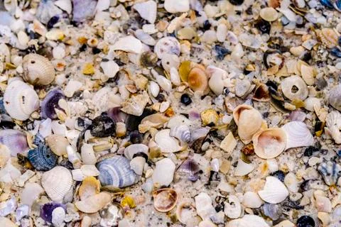 Small shells on sand Stock Photos