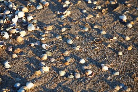 Small shells on a sandy beach. The natural background of the Azov Sea coast Stock Photos