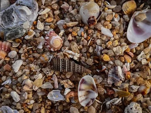 Small shells on a yellow sandy beach.various seashells close-up Stock Photos