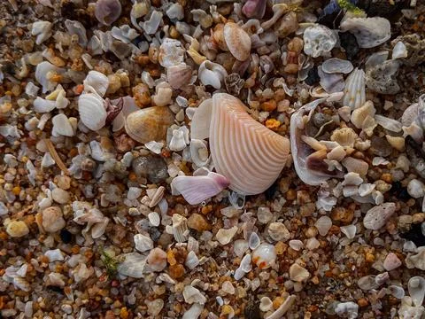 Small shells on a yellow sandy beach.various seashells close-up Stock Photos