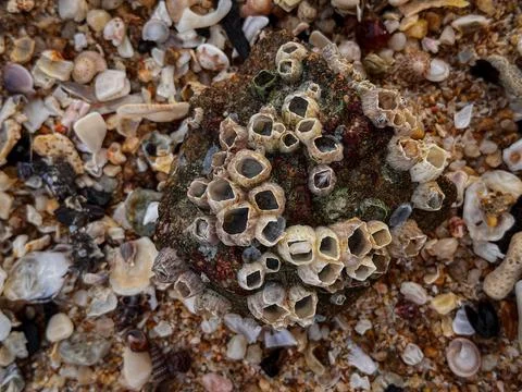 Small shells on a yellow sandy beach.various seashells close-up Фото