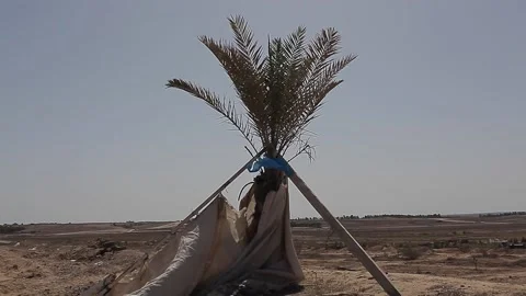 Small shelter at the bottom of the tree Stock Footage 148618216