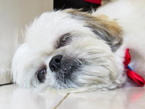 Small shih tzu lying down, almost sleeping Stock Photos