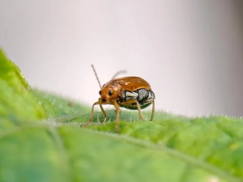 Small, shiny beetle with yellow shell perches on a vibrant green leaf in na.. Stock Photos