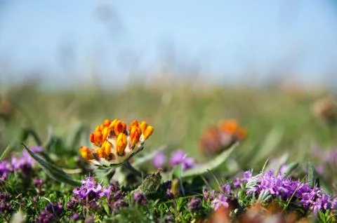 Small shiny flower Stock Photos