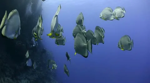 Small shoal of circular batfish or spade fish Stock Footage 8997951