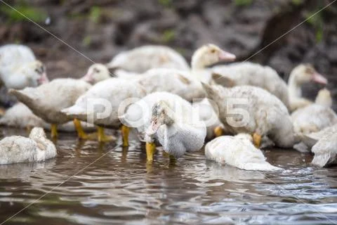 A small shoal indodas wash in the river Stock Photos