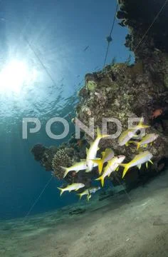 Small shoal of yellowfin goatfish, schooling at a shallow water coral reef. r Stock Photos
