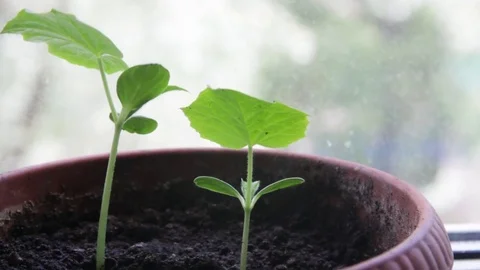 Small shoots of cucumber in a pot Stock Footage 76212730