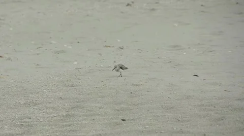 Small shore bird Stock Footage 11011875