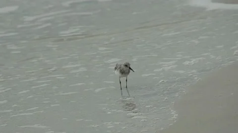 Small shore bird Stock Footage 11111434