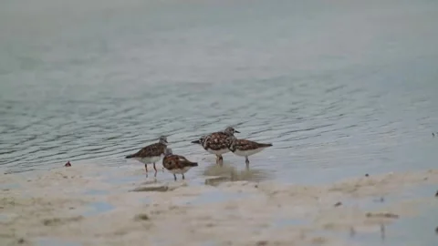 Small shore birds, pipers Stock Footage 277270580