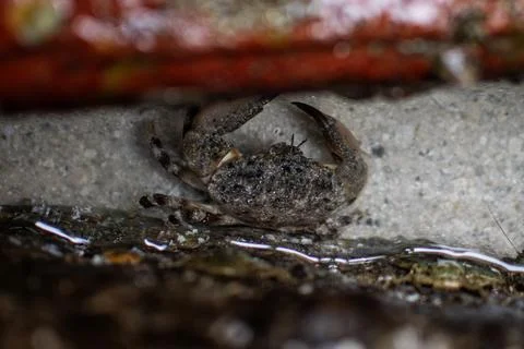 Small Shore Crab Defensive Posture Intertidal Zone Beach Stock Photos