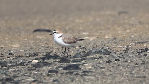 Small Shorebird Kentish Plover Run-and-Pause Feeding Behavior Stock Footage 333584630