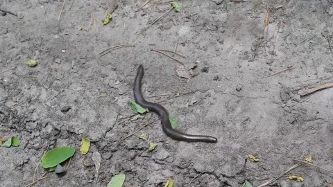 Small short grass snake on the ground Stock Footage 69116755