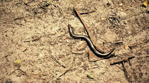 Small short grass snake on the ground in forest Stock Footage 71267794