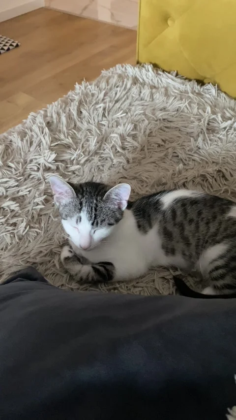 Small short-haired tabby cat on fluffy rug eyes closing to sleep Stock Footage 339480019