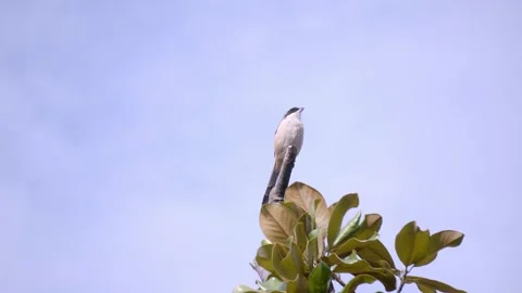 Small Shrike Bird Perched on Top of a Tree Branch Against Blue Sky Vídeos de archivo 342014013