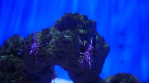 Small Shrimp in a Fish Tank or Aquarium Stock Footage 333075763