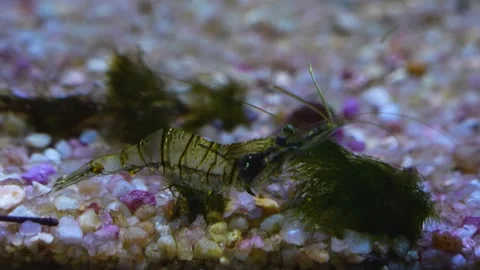 A small shrimp Stock Footage 244541815