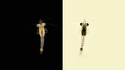 Small shrimp Mysida under the microscope, family Mysidae, found all over the Stock Footage 139573257